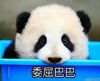 娱乐吃瓜酱大熊猫生气,萌态十足吃瓜酱娱乐